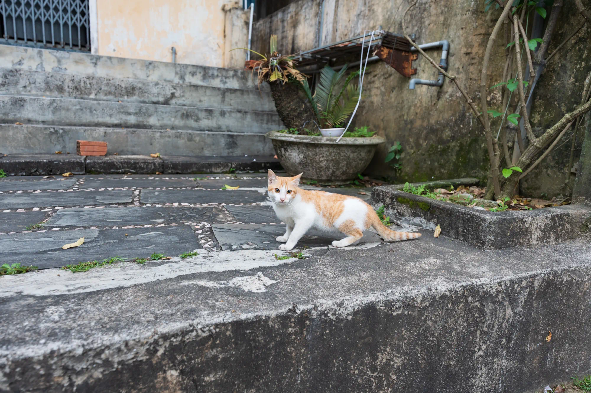 コンクリートの段差の上の猫