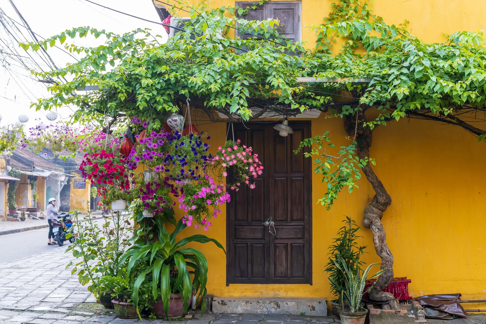 黄色い壁の家の玄関の周りを木と葉、花が覆っている