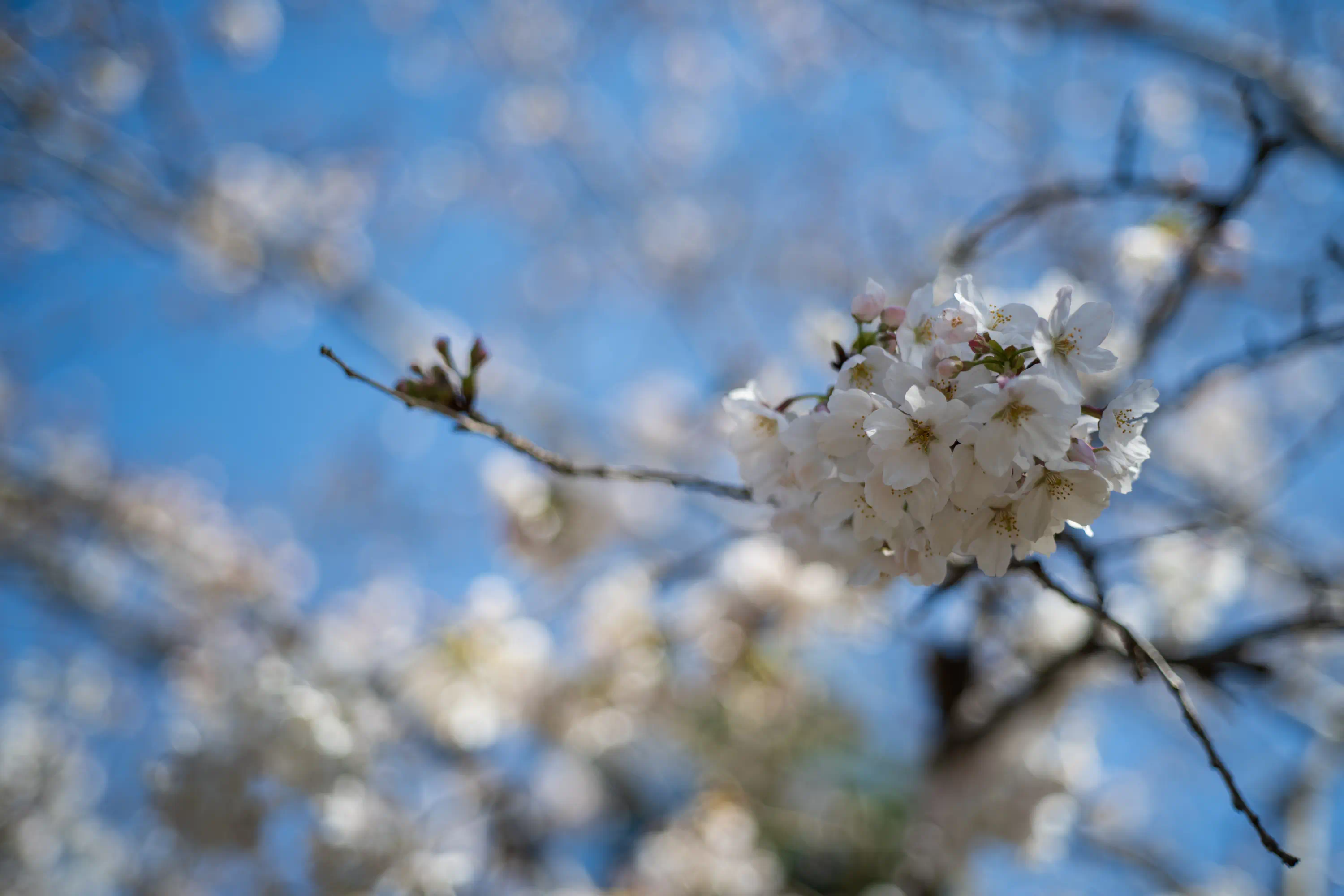 青空を背景に桜の枝。8割くらい花が咲いている