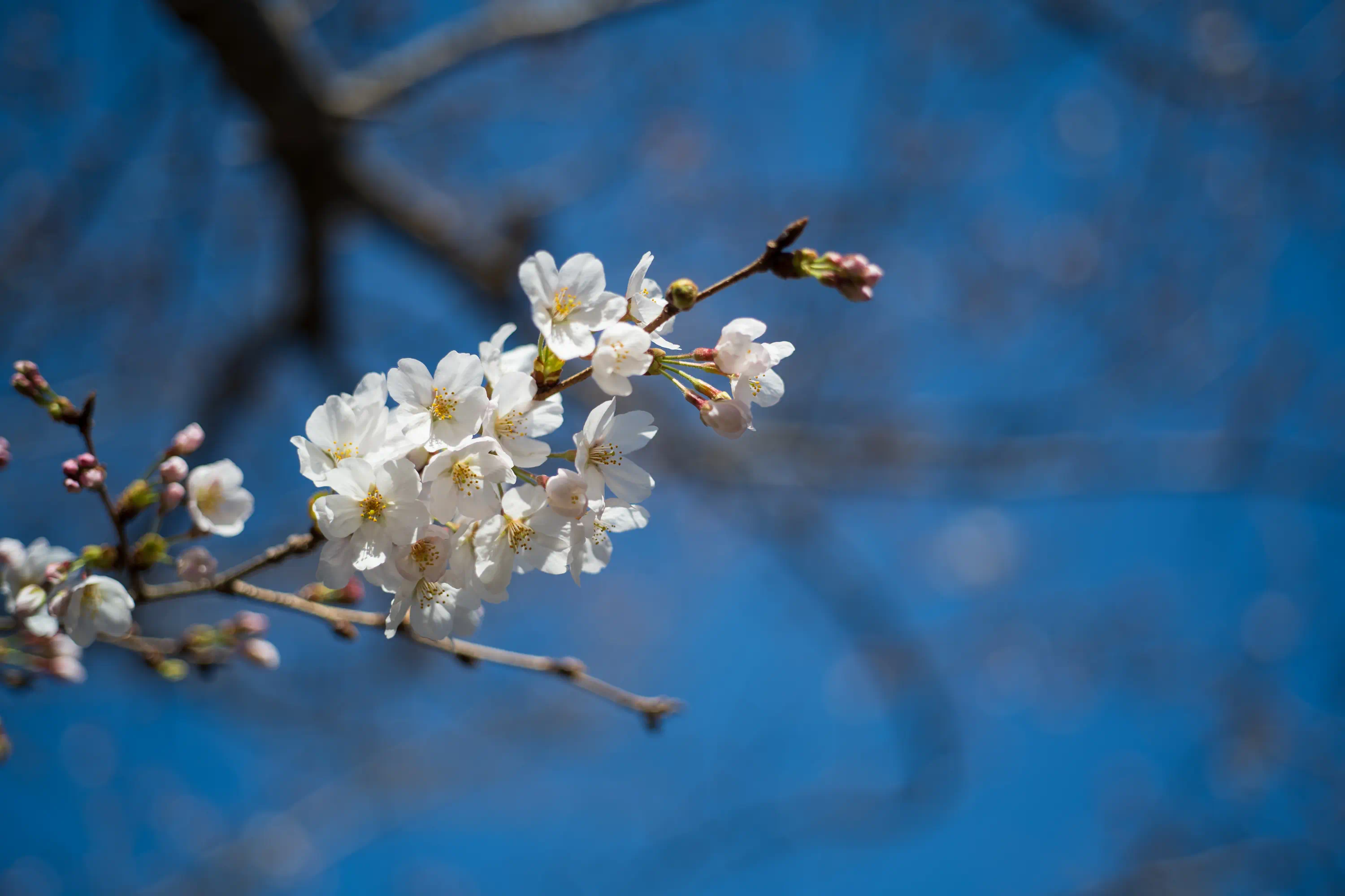 同じく青空を背景に桜の枝。8割くらい花が咲いている