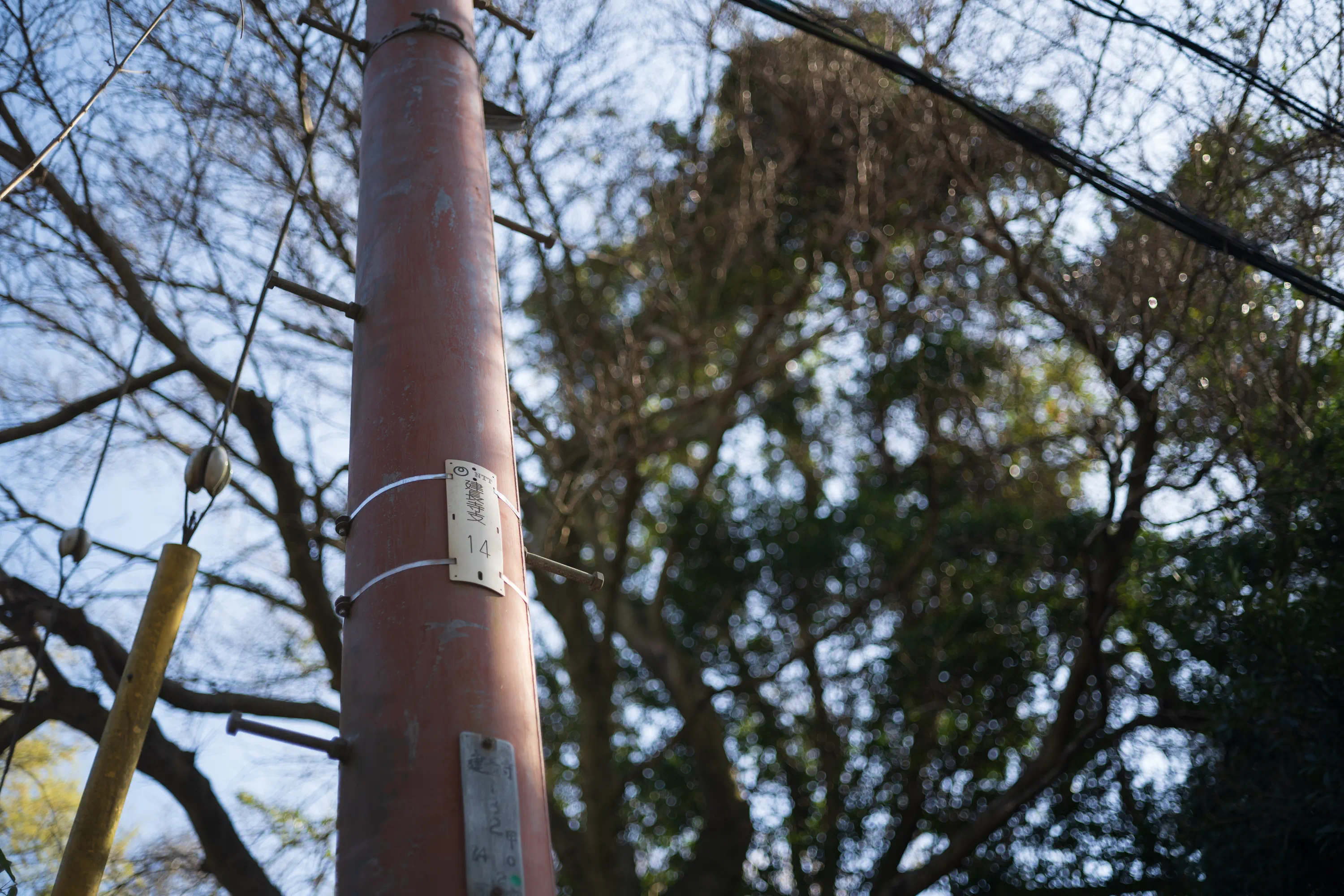 大きく電信柱が立っているのを見上げている。背景には木の枝と空。